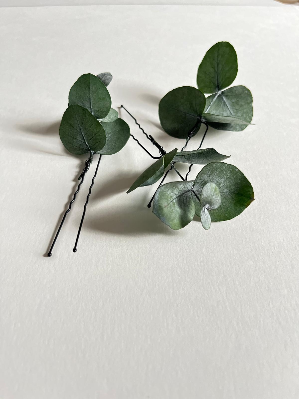 horquilla de eucalipto 2